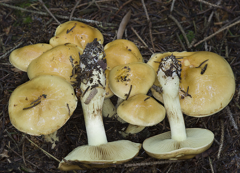 Cortinarius percomis